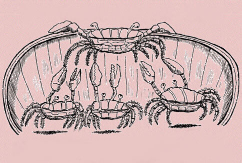 ludzie są jak kraby w wiadrze - ściągają w dół
